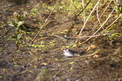 Killikus&reg; Fotographie